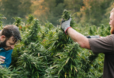 hemp_!